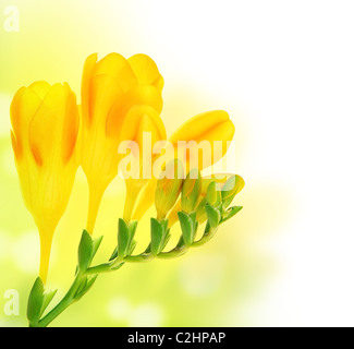 Fleurs de Printemps bouquet frais vert jaune sur fond flou avec l'espace de texte Banque D'Images