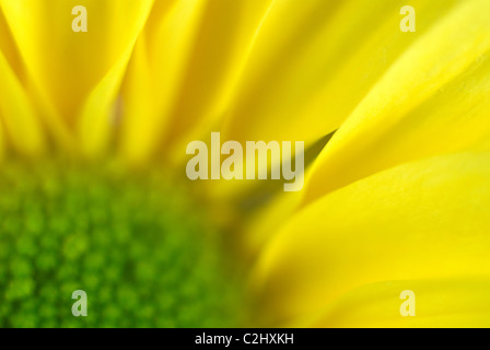 Gerbera fleur jaune Banque D'Images