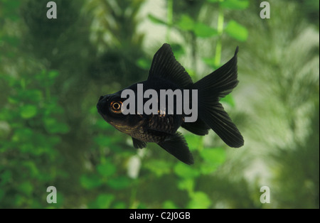 Dragon-eye - Black-Moor - Télescope noir le carassin (Carassius auratus) Nager dans un aquarium Banque D'Images