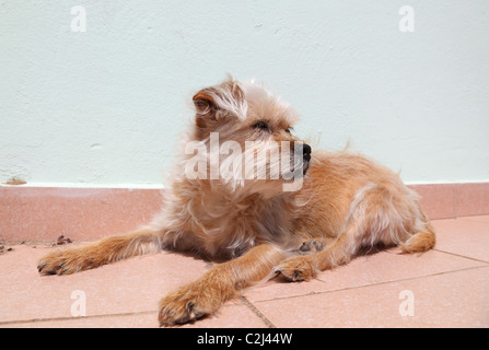 Mignon chien couché sur la terrasse Banque D'Images