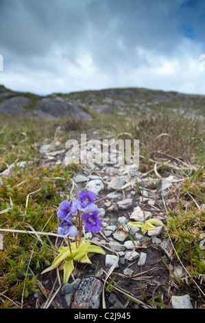 Grassette commune (Pinguicula vulgaris) poussant sur un versant de montagne, péninsule de Sheep's Head, dans le comté de Cork, Irlande. Banque D'Images