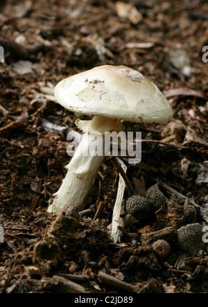 Faux Deathcap, champignon Amanita citrina, Amanitaceae. Banque D'Images