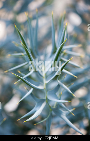 Encephalartos horridus. L' feuilles de cycadales bleu Banque D'Images