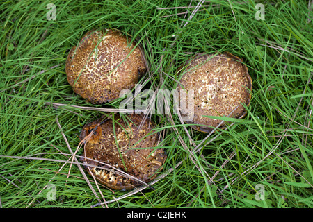 Sepia Bolet, Boletus porosporus, Boletaceae, Royaume-Uni, la fin de septembre les champignons. Banque D'Images