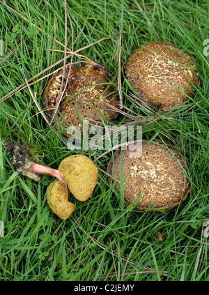 Sepia Bolet, Boletus porosporus, Boletaceae, Royaume-Uni, la fin de septembre les champignons. Banque D'Images