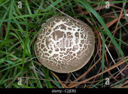 Sepia Bolet, Boletus porosporus, Boletaceae, Royaume-Uni, la fin de septembre les champignons. Banque D'Images