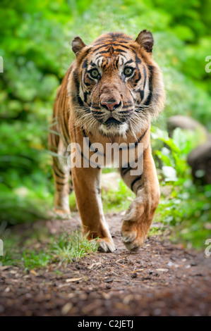 Près d'un tigre de Sumatra dans la forêt Banque D'Images