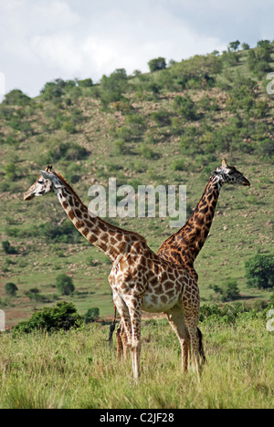 Les Girafes (Giraffa camelopardalis), Masai Mara, Kenya Banque D'Images