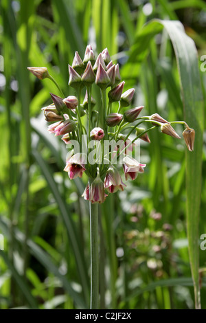 L'ail miel sicilien, Nectaroscordum siculum, Alliaceae. Méditerranée Aka Cloches, Allium Siculum. Banque D'Images