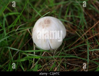 Stainer jaune, champignons Agaricus xanthodermus, Agaricaceae. Banque D'Images