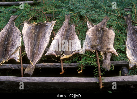 Séchage de la morue, le poisson salé, les aliments salés, la conservation des aliments, le Village Historique Acadien, près de ville de Caraquet, Nouveau-Brunswick, Canada Province Banque D'Images