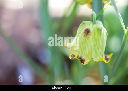 Fritillaria acmopetala. Fritillary fleur. Dans Missionbells Cyprien RHS Wisley Gardens maison alpine au printemps. UK Banque D'Images