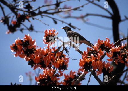 Politique / Jungle mynah (Acridotheres fuscus : Sturnidae) sur le point de se nourrir de la flamme de l'arbre de la forêt de fleurs, Inde Banque D'Images