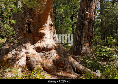 Red Tingle Tree ( Eucalyptus jacksonii, ), le Parc National de Walpole-Nornalup, sud-ouest de l'Australie Banque D'Images