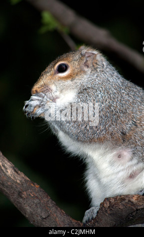 Un écureuil gris assis perché sur une branche d'arbre de manger des noix dans sa griffe les mains. Banque D'Images