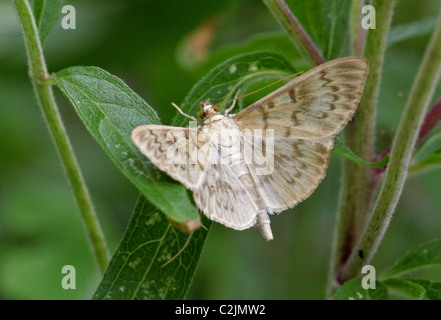 Crème nain Espèce d'onde, Idaea fuscovenosa, Geometridae, lépidoptères, Sterrhinae. Banque D'Images