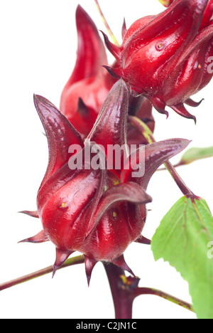 Fruit de la Roselle - Hibiscus sabdariffa Banque D'Images