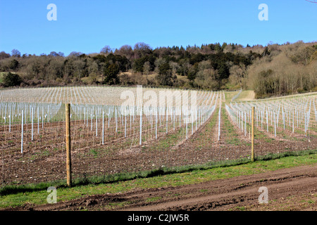 Sur le vignoble organique Albury pentes de la craie des North Downs entre Guildford et Dorking sur A25 Shere Road Surrey England UK Banque D'Images