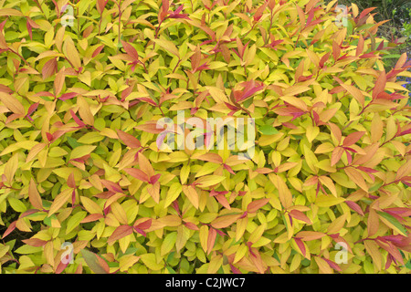 Spiraea japonica 'Goldflame' cultivar 'Spriaea» Banque D'Images