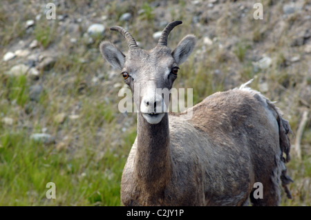 Une jeune femme bighorn (Ovis canadensis), dans le parc national Banff, Alberta, Canada. Banque D'Images