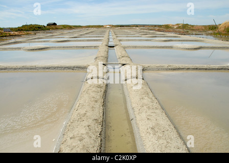 La récolte du sel traditionnel dans les marais salants (marais salants) entre Guérande et Le Croisic en Loire-Atlantique/France Banque D'Images