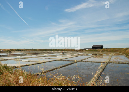 La récolte du sel traditionnel dans les marais salants (marais salants) entre Guérande et Le Croisic en Loire-Atlantique/France Banque D'Images