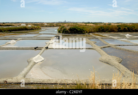 La récolte du sel traditionnel dans les marais salants (marais salants) entre Guérande et Le Croisic en Loire-Atlantique/France Banque D'Images