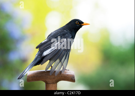 Blackbird sur une poignée de fourche de jardin en bois Banque D'Images