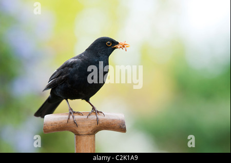 Blackbird avec farine sur une poignée de fourche Banque D'Images