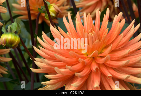 Stock photo d'orange dahlia dans un jardin. Banque D'Images