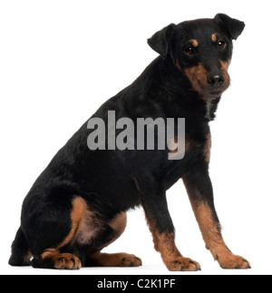 Jagdterrier ou chasse allemand Terrier, 4 ans, in front of white background Banque D'Images