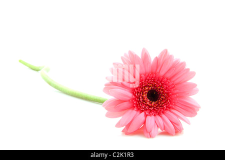 Beau gerbera rose isolé sur fond blanc Banque D'Images