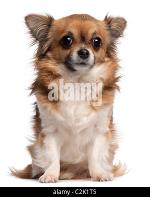 Chihuahua, 3 ans, in front of white background Banque D'Images