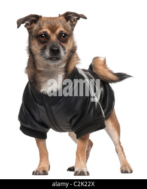 Chien de race mixte portant chemise, 6 ans, in front of white background Banque D'Images