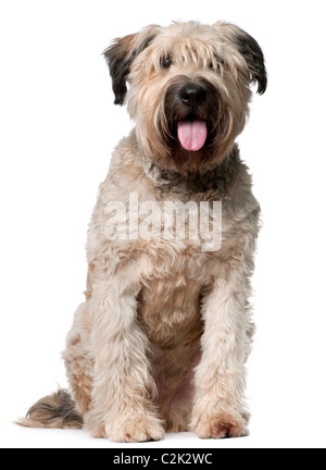 Bouvier des Flandres, 2 ans, in front of white background Banque D'Images