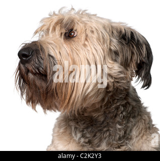 Close-up de Bouvier des Flandres, 2 ans, in front of white background Banque D'Images