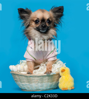 Chihuahua, 16 mois, assis en face de fond bleu avec panier de Pâques Banque D'Images