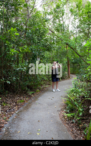 L'observation des oiseaux au Gumbo Limbo Trail, le Parc National des Everglades, en Floride Banque D'Images