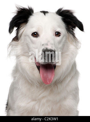 Close-up of Border Collie, 10 years old, in front of white background Banque D'Images