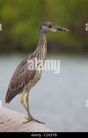 Jaune immatures à couronne noire (Nyctanassa violacea), Parc National des Everglades, Florida, USA Banque D'Images