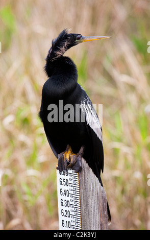 Anhinga perché sur le niveau de l'eau à l'anhinga Trail de marqueur, Parc National des Everglades, Florida, USA Banque D'Images