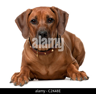 Le Rhodesian Ridgeback puppy, 7 mois, le mensonge in front of white background Banque D'Images