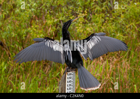 C'est ailes Anhinga sécher au soleil à l'anhinga Trail, Parc National des Everglades, Florida, USA Banque D'Images