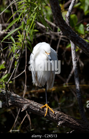 Aigrette neigeuse (Egretta thula) à Shark Valley, South Florida, USA Banque D'Images