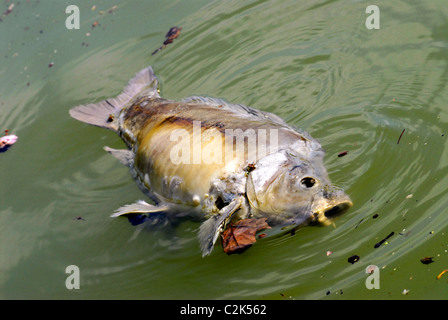 Poisson carpe flottant sur l'eau,morts de pollution atmosphérique Banque D'Images