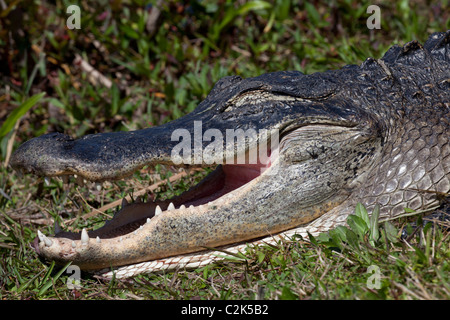 Alligator Alligator mississippiensis) (à la Shark Valley Trail, Florida, USA Banque D'Images