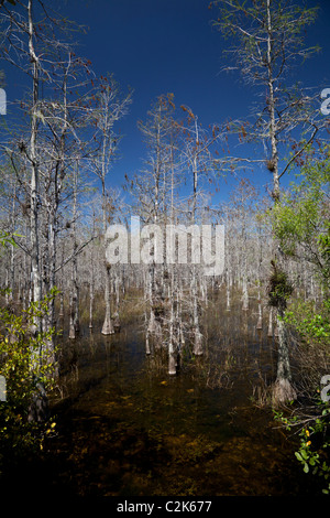 Cypress swamp près du vieux Tamiami Trail (Loop Road), en Floride Banque D'Images