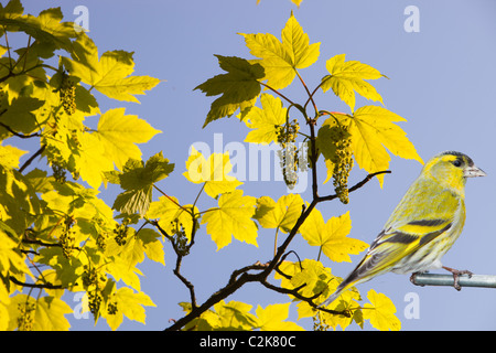 Sycamore feuilles et fleurs au printemps et un mâle tarin. Banque D'Images