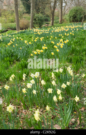 Jonquilles en woodland garden, Surrey, UK Banque D'Images