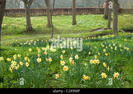 Jonquilles en woodland garden, Surrey, UK Banque D'Images